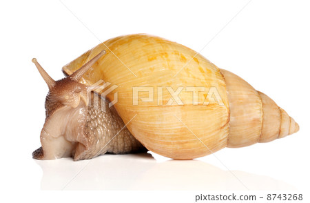 Giant African snail Achatina Giant African snail Achatina 8743268