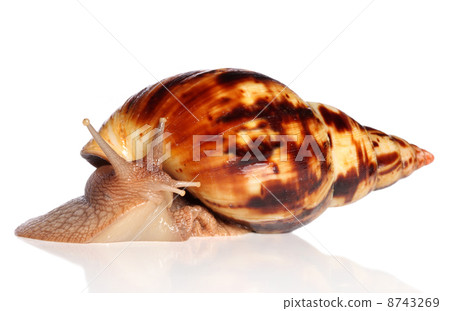Giant African snail Achatina crawling Giant African snail Achatina crawling 8743269