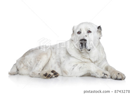 Central Asian Shepherd Dog 8743278