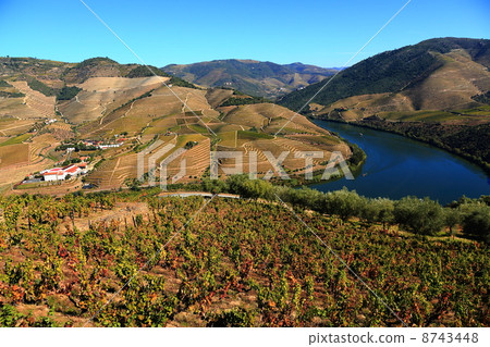 Landscape of the World Heritage Alto Douro Wine Producing Area (Futu terraced paddy field), Portugal 8743448