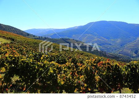 Landscape of the World Heritage Alto Douro Wine Producing Area (Futu terraced paddy field), Portugal 8743452