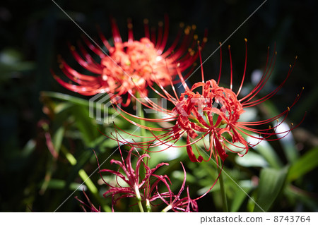 Gansui-ji Temple, Hamamatsu City, Shizuoka Prefecture Cluster amaryllis 8743764