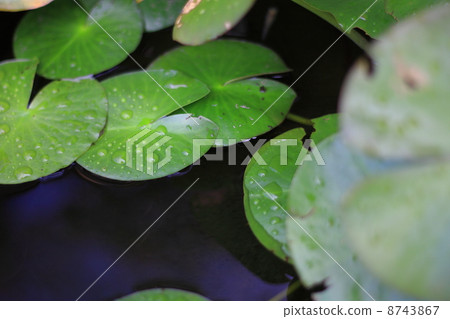 Frog song 2 Frog song 2 8743867