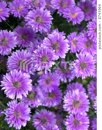 Yuzengiku in full bloom (Yuzen chrysanthemum) 8743964