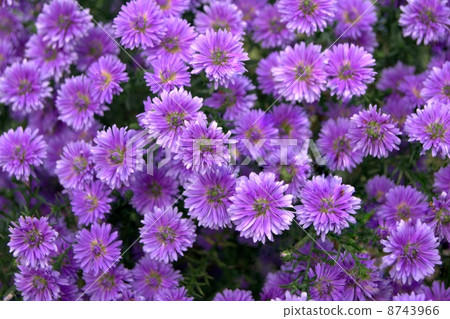 Yuzengiku in full bloom (Yuzen chrysanthemum) 8743966