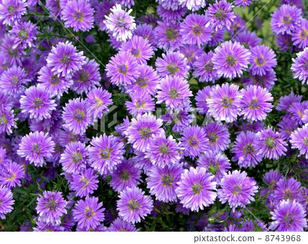 Yuzengiku盛開（Yuzen chrysanthemum） 8743968