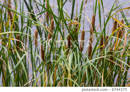 熊的耳朵 8744375