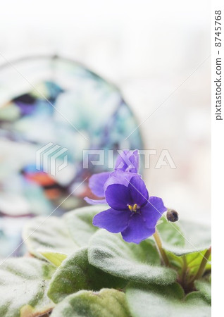 Saint Paul Saint Paul 8745768