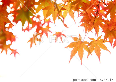 Autumn leaves of maple 8745916