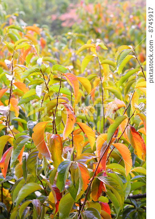 Persimmon leaves which started to color 8745917