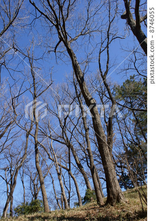 冬季森林 8746055