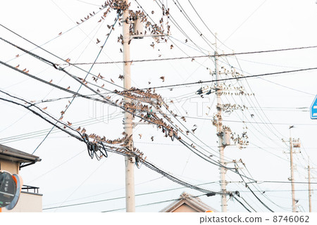 The hordes of hundreds of birds stopped on electric wires photograph material 8746062