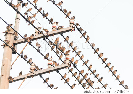 The hordes of hundreds of birds stopped on electric wires photograph material 8746064