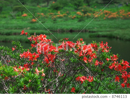 Wakumibuchi的Renge杜鵑花 8746113