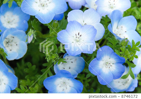 半邊蓮 半邊蓮 8746172