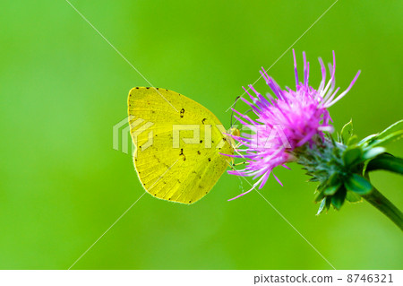 Soup of the Butterfly 8746321