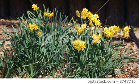 Yellow Daffodil blooming in the field Yellow Daffodil blooming in the field 8747715