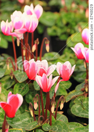 迷你仙客來 8748029