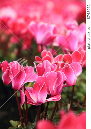 迷你仙客來 8748031