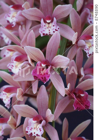 Cymbidium light purple Cymbidium light purple 8748890