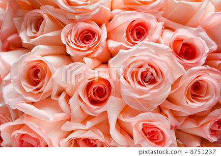 lots of roses background 8751237