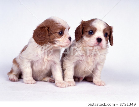 Cute little puppy Cute little puppy 8751349