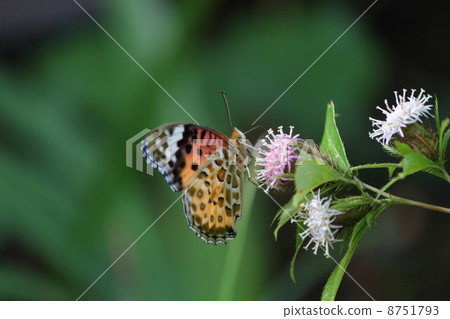 Tatehata Butterfly and flowers Tatehata Butterfly and flowers 8751793