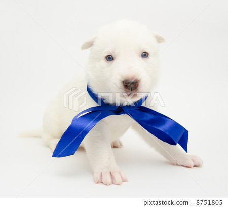 husky puppy husky puppy 8751805