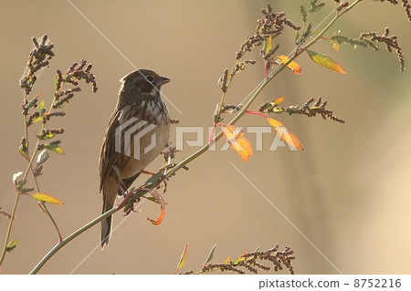 Hoaka and autumn color Hoaka and autumn color 8752216
