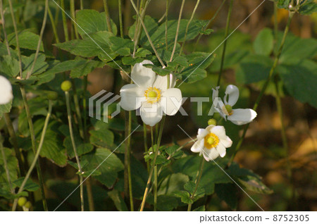 Autumn white flowers 8752305