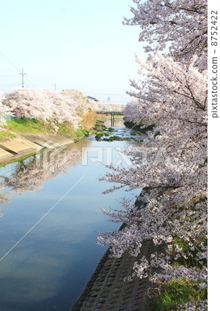 Cherry Blossoms	 8752422