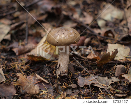 Matsuno moss鐵Numeri Gasa 8752457