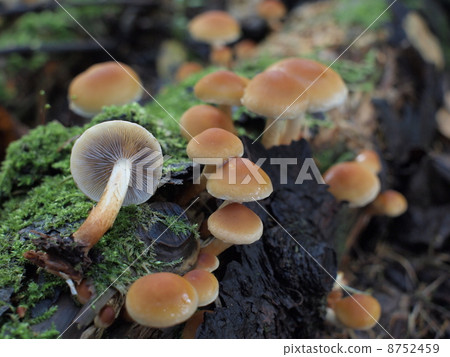 Kuritake moultake 8752459