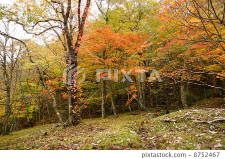 2013 · Autumn Seseragi Highway 8752467