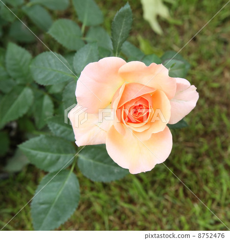 迷你玫瑰 迷你玫瑰 8752476