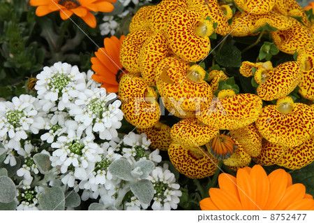 Calceoraria和Iberis 8752477