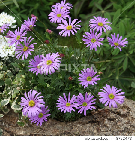 Brachikham和Iberis 8752478