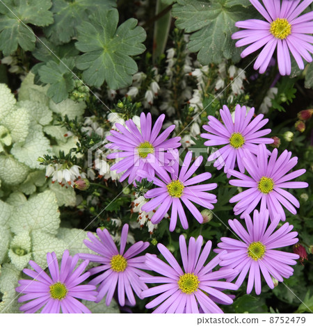 Brachikam和Erica Darlienesis 8752479