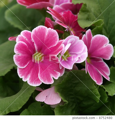 報春花·Obconica 8752480