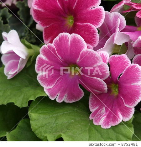 報春花·Obconica 報春花·Obconica 8752481