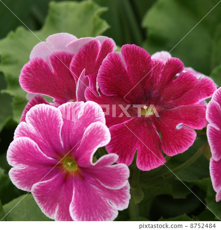 報春花·Obconica 8752484