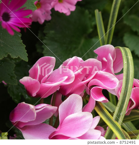 Cyclamen 8752491