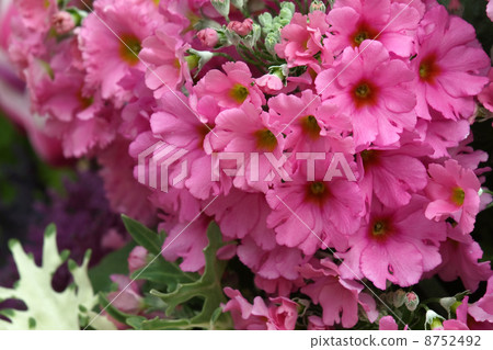 Primula Maracoides Primula Maracoides 8752492