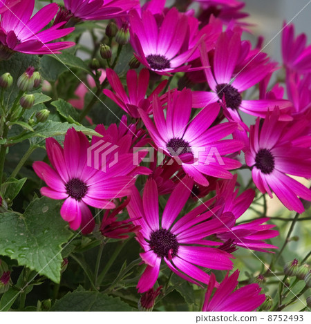 Cineraria Cineraria 8752493