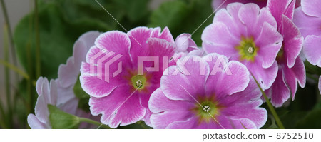 報春花·Obconica 8752510