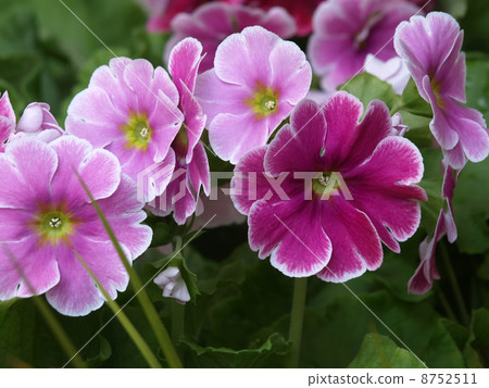 報春花·Obconica 8752511