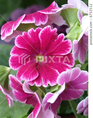 Primula · Obconica 8752512