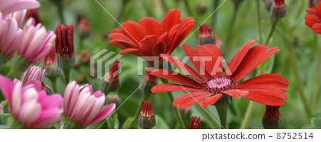 Cineraria Cineraria 8752514