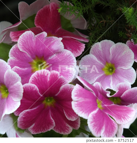 報春花·Obconica 8752517