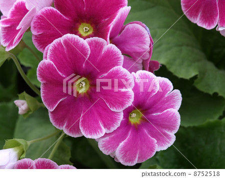 報春花·Obconica 8752518